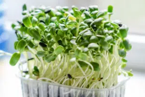 microgreens, how to grow microgreens, microgreen seeds, sprouts