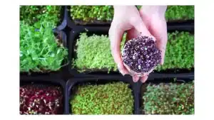 Microgreens, how to grow microgreens, microgreens seeds