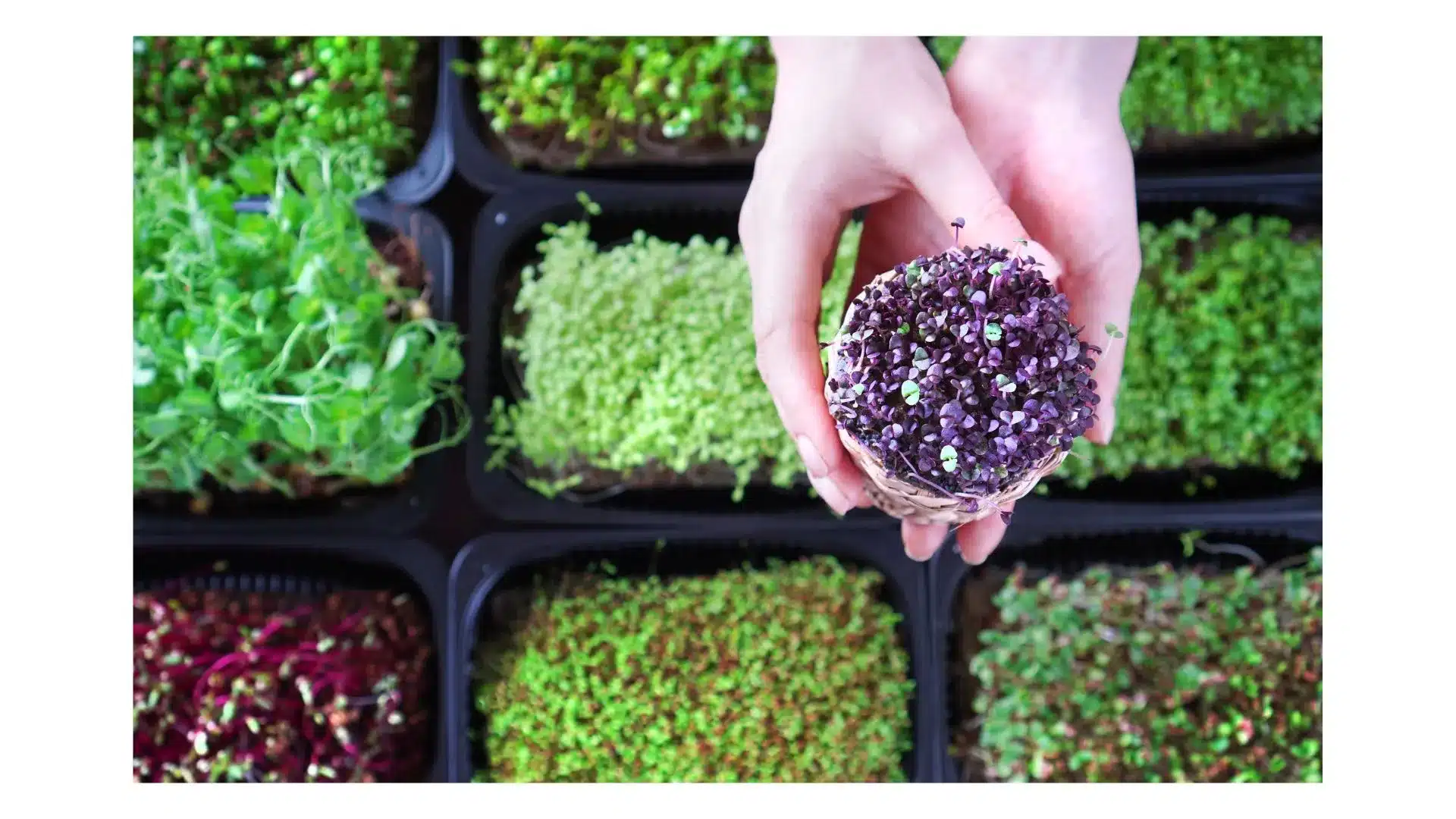 Microgreens, how to grow microgreens, microgreens seeds