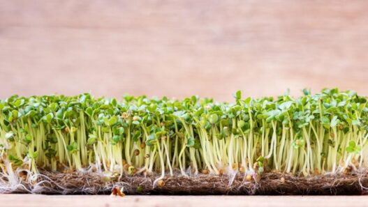 Microgreens, how to grow microgreens, microgreens seeds