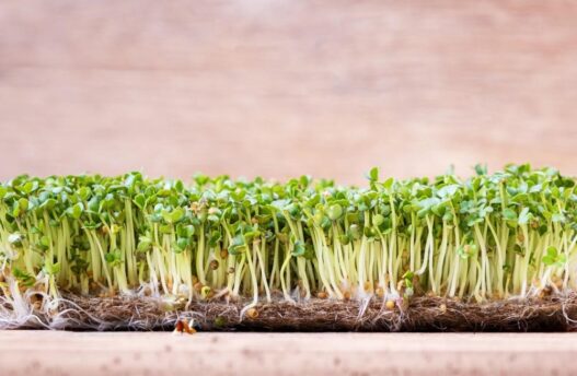 Microgreens, how to grow microgreens, microgreens seeds