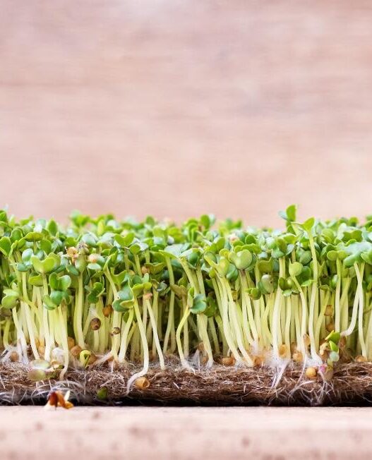 Microgreens, how to grow microgreens, microgreens seeds