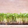 Microgreens, how to grow microgreens, microgreens seeds
