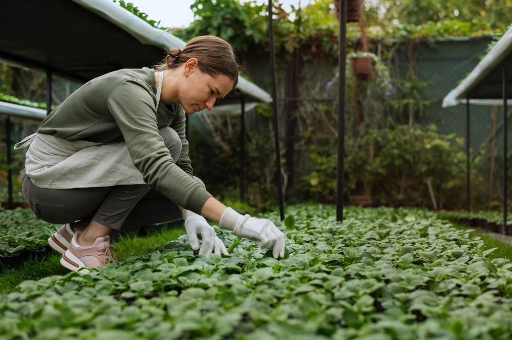 Microgreens, how to grow microgreens, microgreens seeds