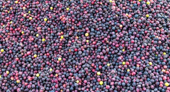 Phalsa, So many small Phalsa fruit, Grewia asiatica