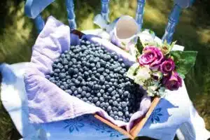 blueberries, summer, fruit,