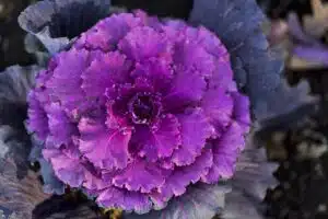 purple cabbage, red cabbage, rainbow, vegetable, rainbow foods