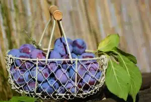 plums, indigo, fruits, basket, rainbow foods, purple cabbage