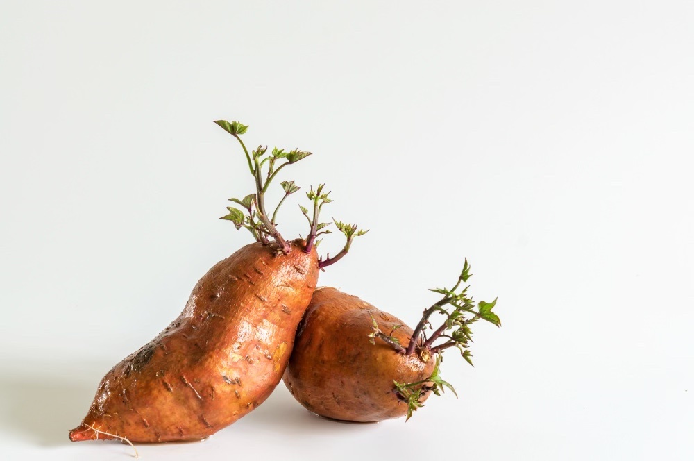 Two Sweetpotatoes, sweet potatoes
