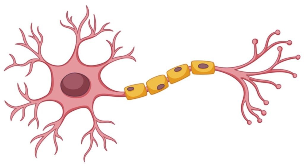 brain neuron, B vitamins B6 B9 B12