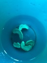 cashew in water, are you hungry or thirsty