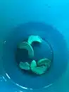 cashew in water, are you hungry or thirsty