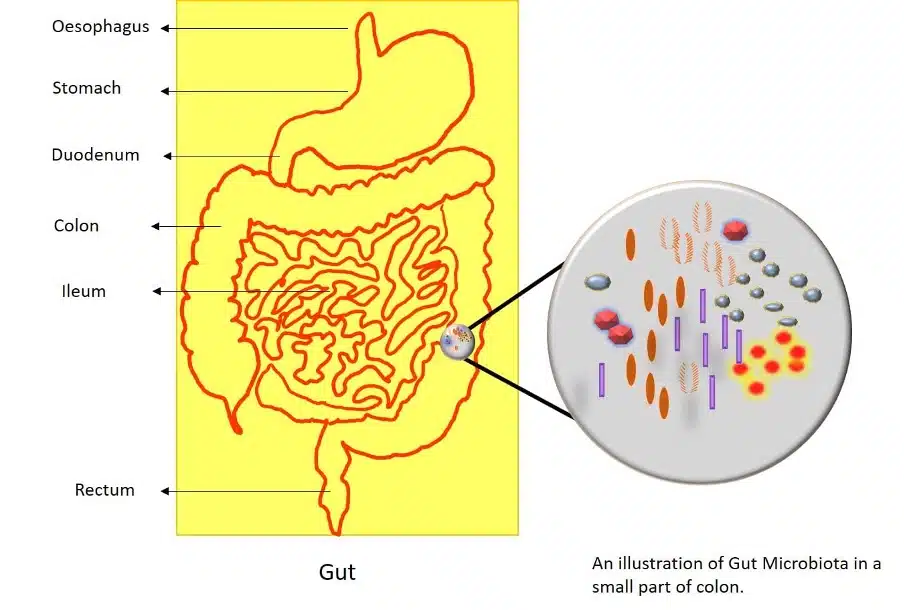 The gastrointestinal system and gut microbiota in Synbiotic, Prebiotic, Probiotic