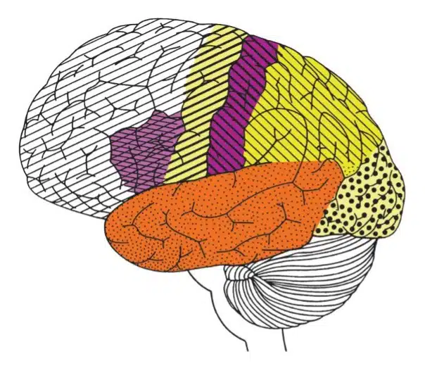 Brain