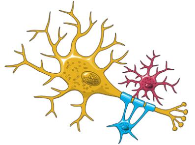 Neuron