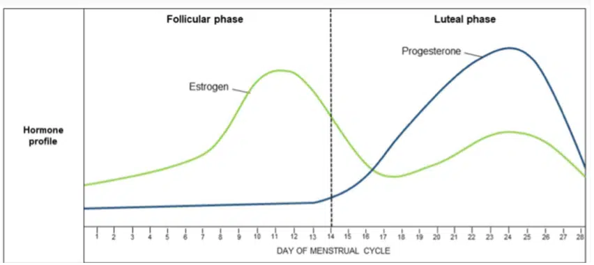 graph of phases of menstrual cycle, cycle syncing workouts, cycle syncing diet