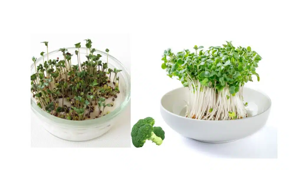 Broccoli sprouts, sprouting broccoli, health benefits, nrf2, activator, seeds sprouts, how to grow