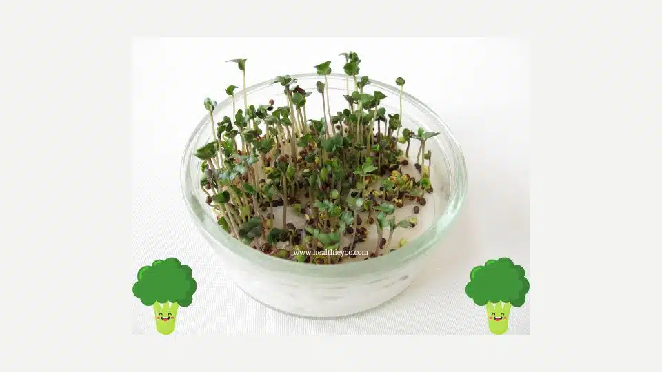broccoli sprouts, powerhouse nutrition, nrf2, how to grow broccoli sprouts, seed sprouts