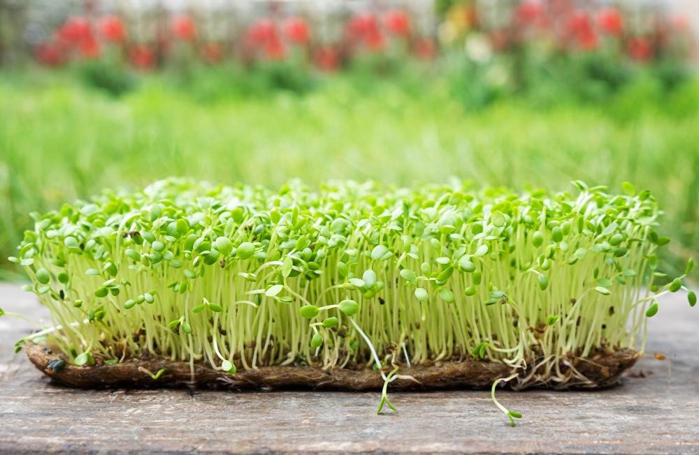 Broccoli sprouts benefits, how to grow broccoli sprouts