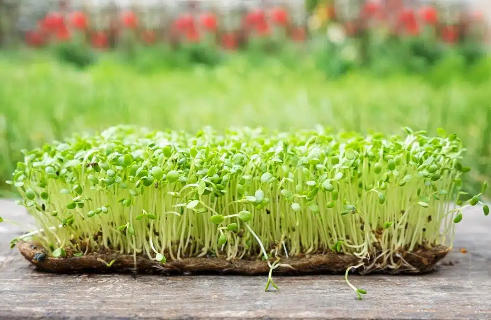 Broccoli sprouts benefits, how to grow broccoli sprouts