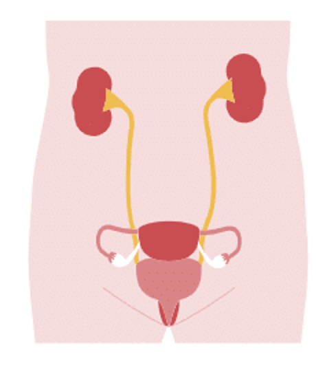 urinary tract