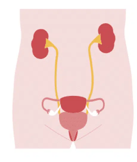 urinary tract