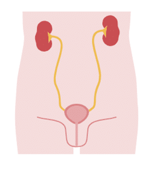 Urinary stress incontinence