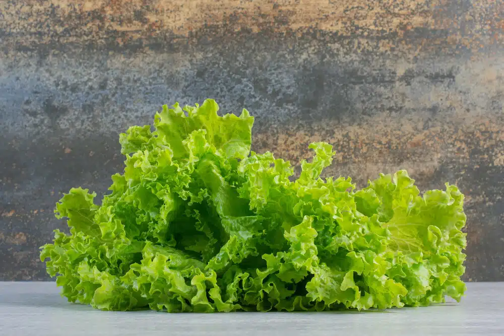 Cos lettuce, Romaine lettuce, the Parris island cos lettuce, butter lettuce vs romaine