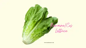 Cos lettuce, Romaine lettuce, Butter lettuce vs Romaine, Parris island cos lettuce, E. coli outbreak Romaine lettuce. Cos lettuce nutrition