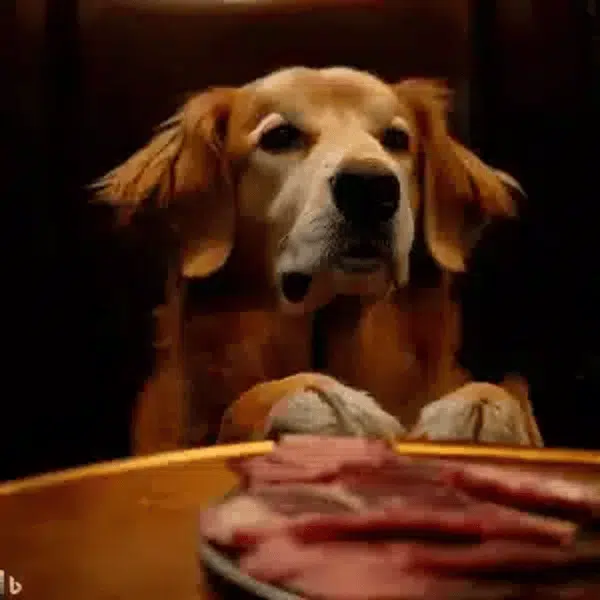 Dog, pet