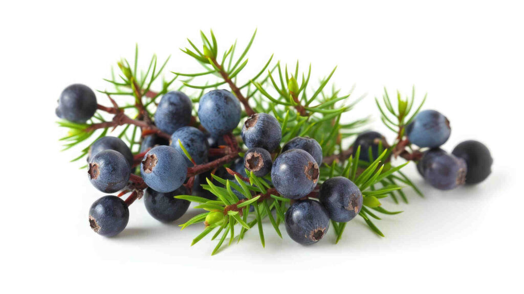 Juniper berries