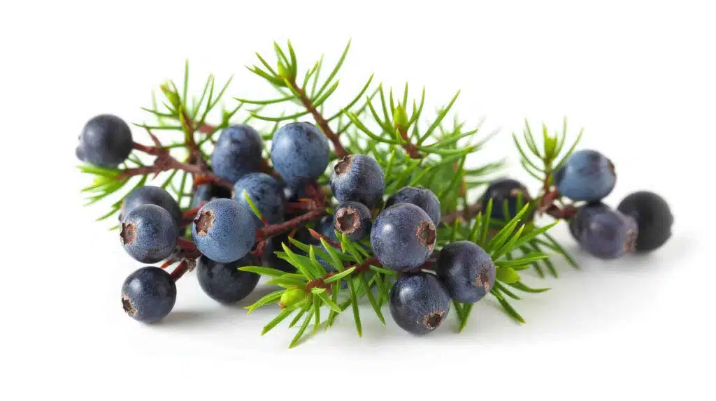 Juniper berries