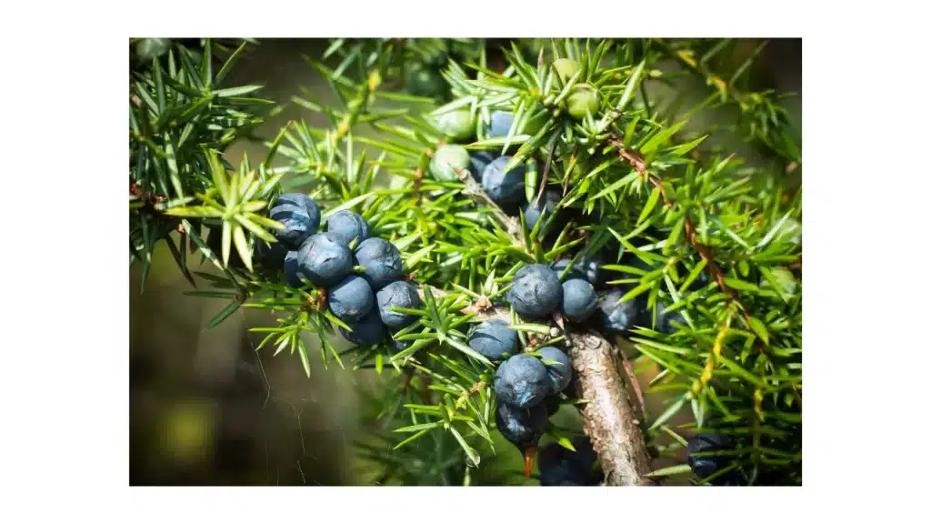 Juniper berries, juniper berries benefits, juniper berries essential oil, Juniper berry