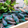 green lipped mussel, Omega XL reviews