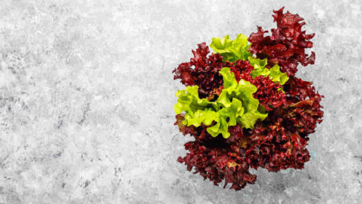 Oak leaf lettuce, red and green Loose leaf lettuce varieties, Lolla Rossa