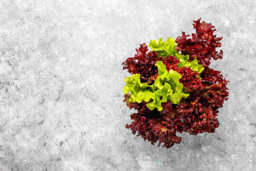 Oak leaf lettuce, red and green loose leaf lettuce varieties, Lolla Rossa lettuce