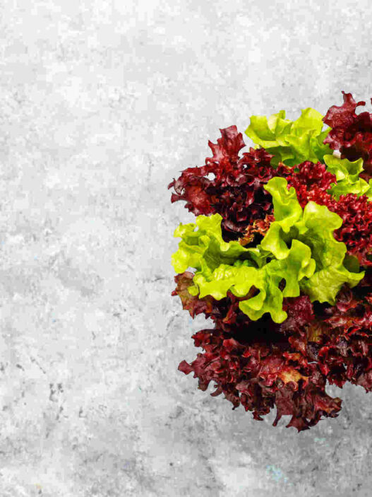 Oak leaf lettuce, red and green Loose leaf lettuce varieties, Lolla Rossa