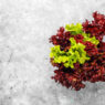 Oak leaf lettuce, red and green Loose leaf lettuce varieties, Lolla Rossa