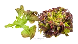 Oak leaf lettuce, Lolla Rossa, Loose leaf, red leaf lettuce, green leaf lettuce