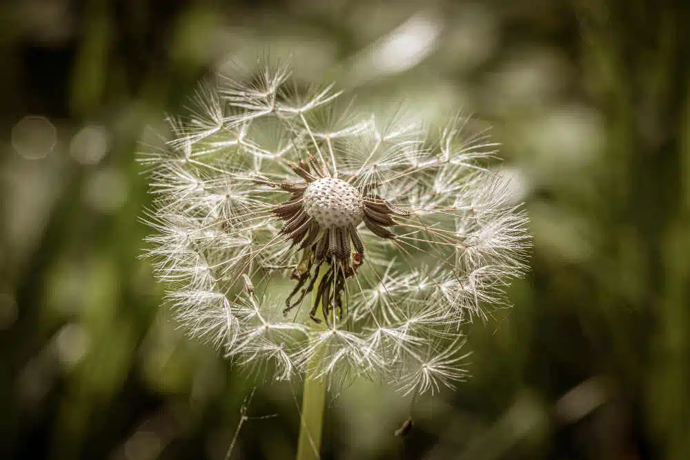 dandelion root as top herbs for kidney health, dandelion root