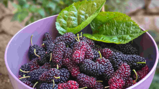 mulberries, mulberry tree, mulberry silk, Indian berries