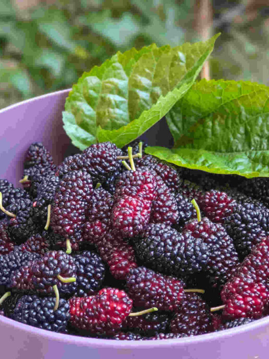 mulberries, mulberry tree, mulberry silk, Indian berries