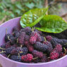 mulberries, mulberry tree, mulberry silk, Indian berries