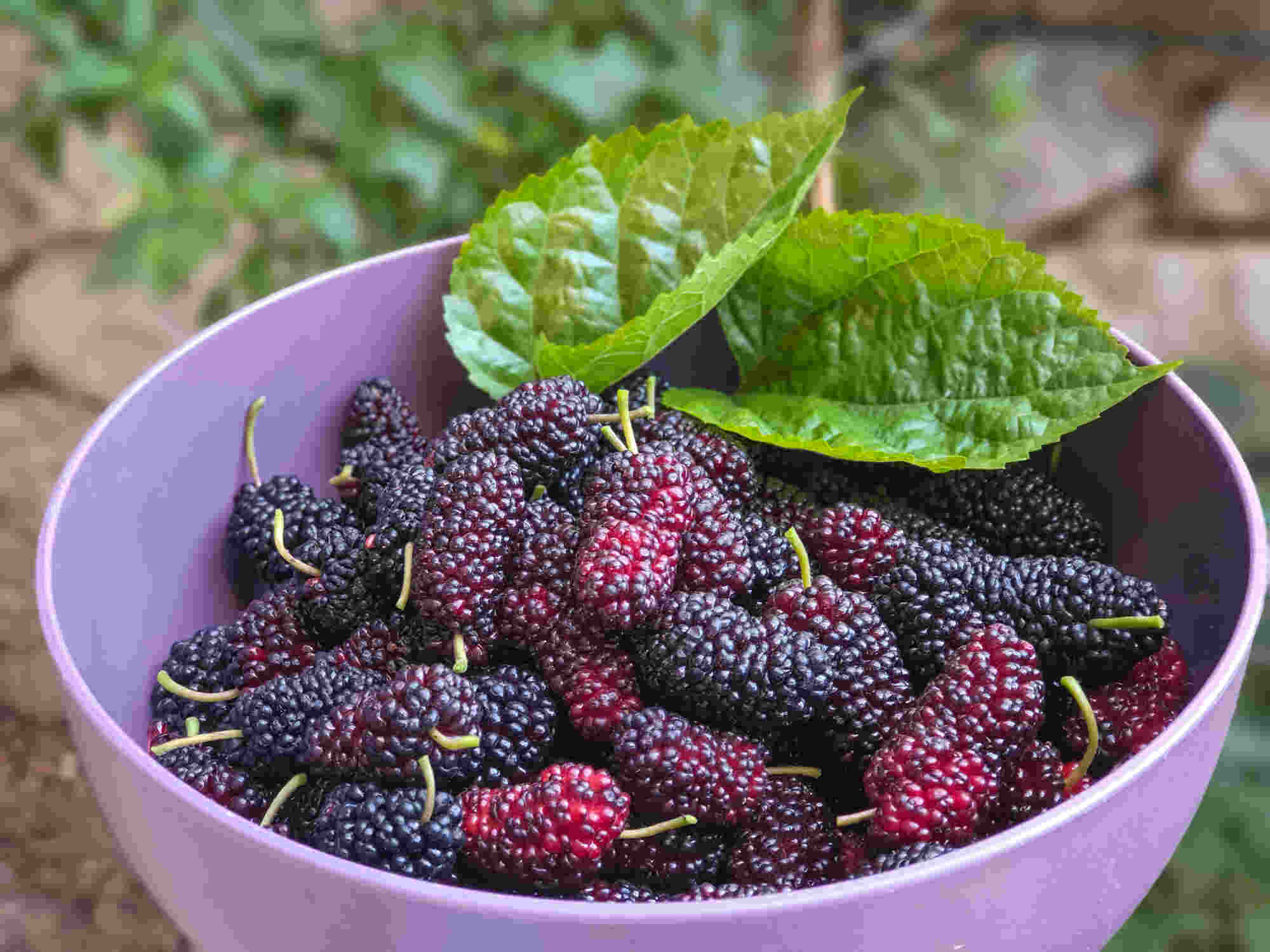 mulberries, mulberry tree, mulberry silk, Indian berries