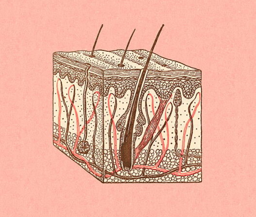Diagram of hair with follicles, Hair detox, healthier scalp, how to detox your hair