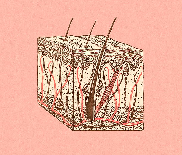 Diagram of hair with follicles, Hair detox, healthier scalp, how to detox your hair