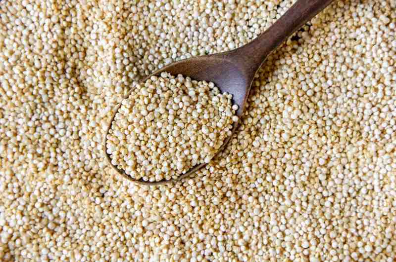 Sorghum 