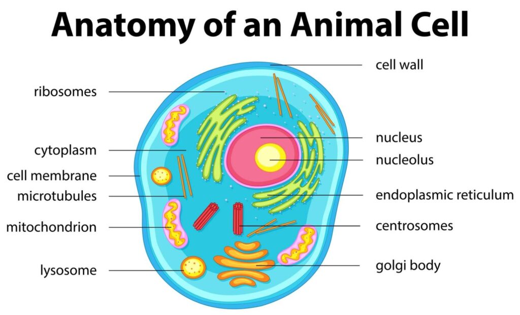 Mitochondria and cell structure image in Mitolyn reviews for mitochondrial health