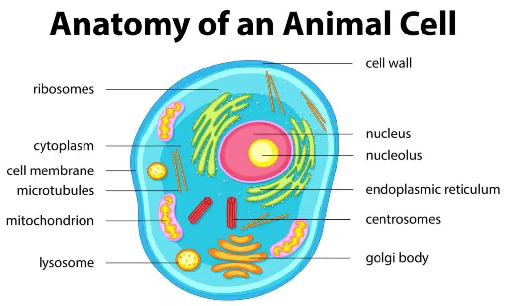 Mitochondria and cell structure image in Mitolyn reviews for mitochondrial health