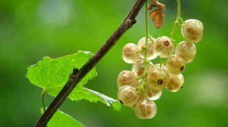 herbal remedies for covid, amla, indian gooseberry